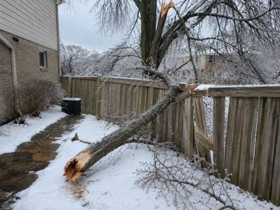 Truck loaded with removed tree branches and debris