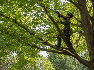 Tree canopy after a crown thinning service