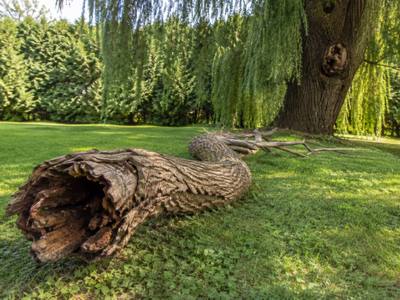 Freshly cut tree stump ready for grinding