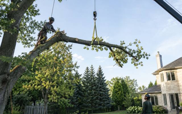 Thinned tree canopy allowing light through the branches