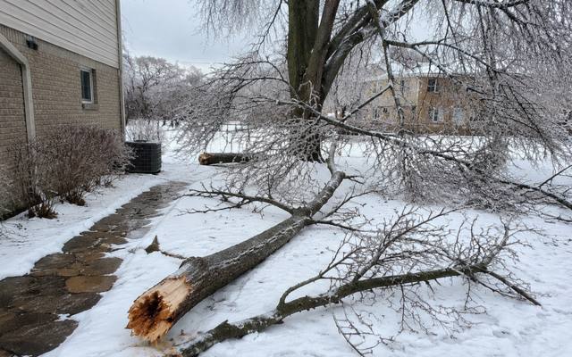Dead branch being lowered safely by rope