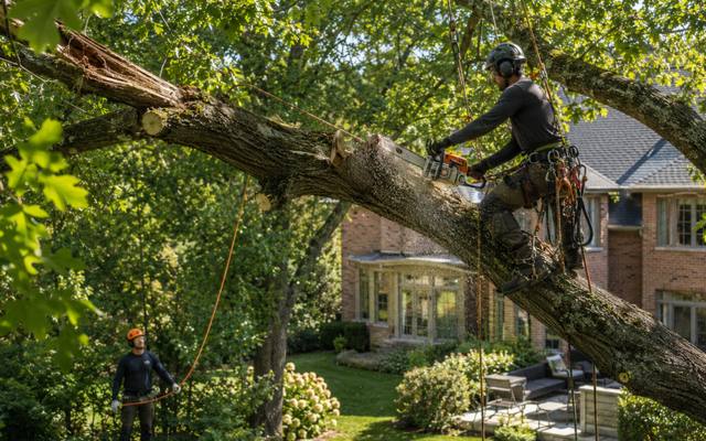Crew clearing storm-damaged tree limbs from a yard