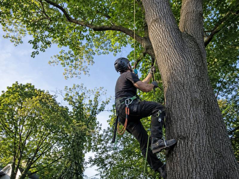 Wide view of a freshly trimmed residential tree canopy